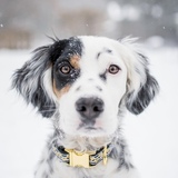 Entry image for Ella Luzinski