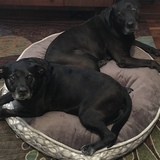 Entry image for Harley & Lacey