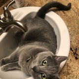 Entry image for Lily