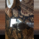 Entry image for Vladi 