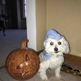 Entry image for Cookie