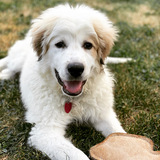 Entry image for Beaker 