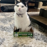 Entry image for Dotty