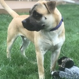 Entry image for Dante