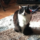 Entry image for Iggy 