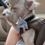 Entry image for Sir Ariat 