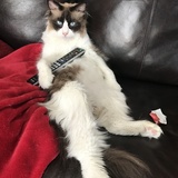 Entry image for Otis