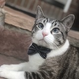 Entry image for Jasper Finn