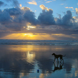 Entry image for Ginger