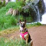 Entry image for Shelby 