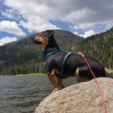 Entry image for Beau