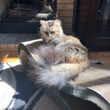 Entry image for Romeo