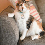 Entry image for Mabel 