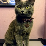 Entry image for Pebble