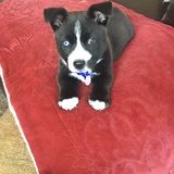 Entry image for Missy