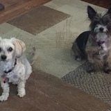 Entry image for Oden and Prada