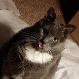 Entry image for Oscar