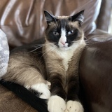 Entry image for Nico