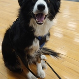 Entry image for Jasper