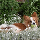 Entry image for Tucker