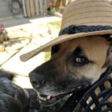 Entry image for Sunny