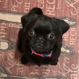 Entry image for Nitro