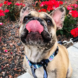 Entry image for Milton