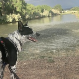 Entry image for Cooper