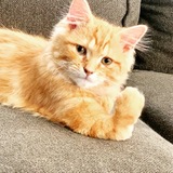 Entry image for Gonzo