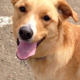 Entry image for Champ