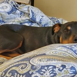 Entry image for Bear