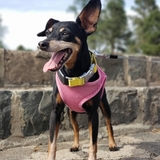 Entry image for Bella