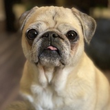 Entry image for Gracie