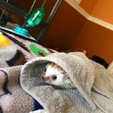 Entry image for Ozzy