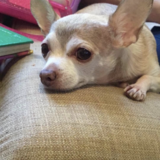 Entry image for Peanut