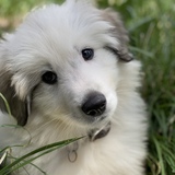 Entry image for Fezzik