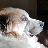 Entry image for Bogart