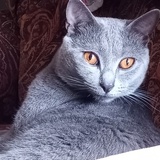 Entry image for Patron