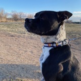 Entry image for Fitz