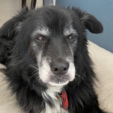 Entry image for Riley 