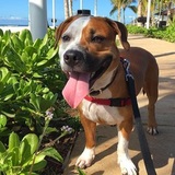 Entry image for Chief Koko