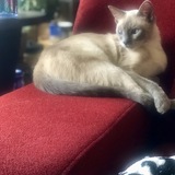 Entry image for Tyomi