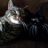 Entry image for Joey & Jazmine