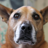 Entry image for Nemo