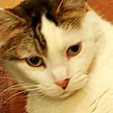 Entry image for Oliver