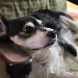 Entry image for Tater