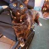 Entry image for Cricket