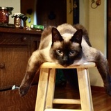 Entry image for Paithoon