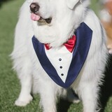 Entry image for Andre