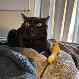 Entry image for Bulleit 